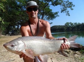 jullien's golden carp